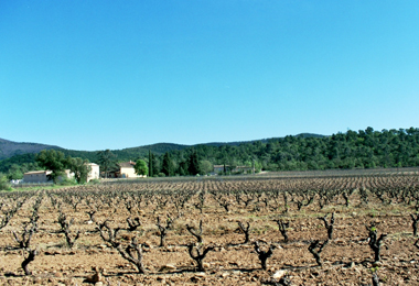 Vinyard in summer Vinyard in summer