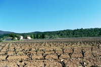 Vineyard