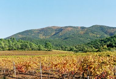 Vinyard Vinyard