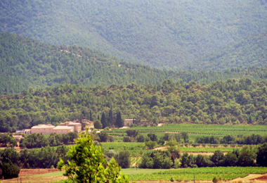 Vineyard landscape Vineyard landscape